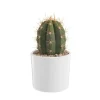 Hot BOTANIC® Trichocereus pasacana en pot blanc émaillé H 20 x Ø 20 cm