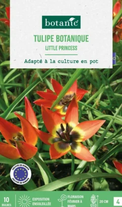 BOTANIC® Tulipe species little princess - 10 bulbes