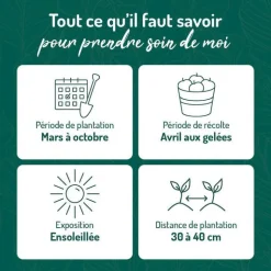 Discount BOTANIC® Verveine Citronnelle Bio. Le pot de 2,5 litres