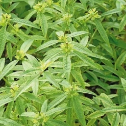 Discount BOTANIC® Verveine Citronnelle Bio. Le pot de 2,5 litres