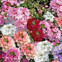 New BOTANIC® Verveine erigee - La barquette de 4 plants