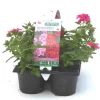 Clearance BOTANIC® Verveine retombante rouge - Le pack de 6 plants