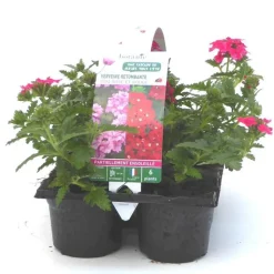Clearance BOTANIC® Verveine retombante rouge - Le pack de 6 plants