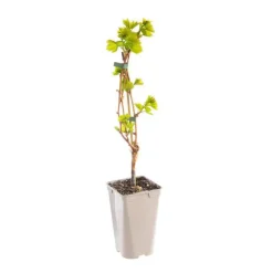 Discount BOTANIC® Vigne Chasselas Dore. Le pot de 2 litres