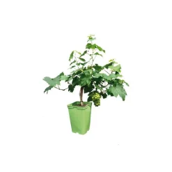 Outlet BOTANIC® Vigne Muscat D'Alexandrie Bio. Le pot de 6 litres