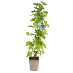 Outlet BOTANIC® Vigne Muscat De Hambourg. Le pot de 5 litres