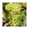 Discount BOTANIC® Vigne Serval Blanc Bio. Le pot de 2 litres