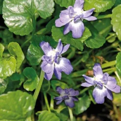 Clearance BOTANIC® violette Odorante bleue - Le pot de 9 x 9 cm