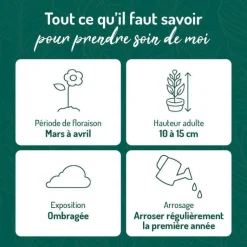 Clearance BOTANIC® violette Odorante bleue - Le pot de 9 x 9 cm