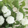 BOTANIC® Viorne Boule de neige Roseum blanc. Le pot de 7 litres