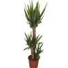 Online Yucca 3 pieds