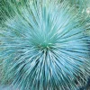 Outlet BOTANIC® Yucca bleu Sapphire Skies. Le pot de 4 litres