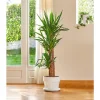 Best BOTANIC® Yucca. Le pot de 26 cm
