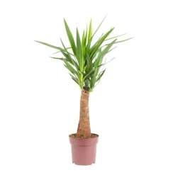 Best Yucca Maya vert. Ø 21 cm x H 90 cm