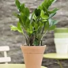 Outlet Zamioculcas pot Ø24 cm