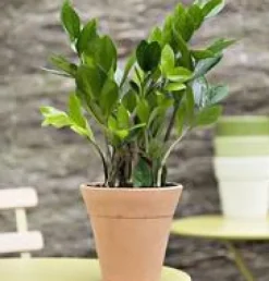 Outlet Zamioculcas pot Ø24 cm