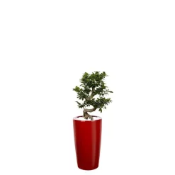 Hot Ficus ginseng S-Type et son pot Rondo premium Ø 32 rouge