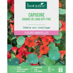 Best BOTANIC® Graines de fleurs de Capucine grande de Lobb spitfire