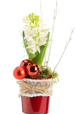 Sale BOTANIC® Jacinthe x 1 pot zinc rouge ruban textile - Ø 8 cm