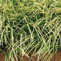 Outlet BOTANIC® Jonc japonais panaché godet 9x9 cm