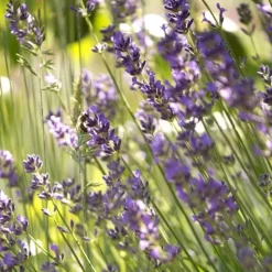Outlet Lavande. Le pot de 20 litres
