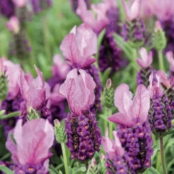 BOTANIC® Lavande The Princess® Lavender 'Ib910-2' - Le pot de 3 litres