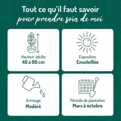 BOTANIC® Lavandula Intermedia ou Lavandin Dutch à fleurs violettes. Le pot de 3 litres