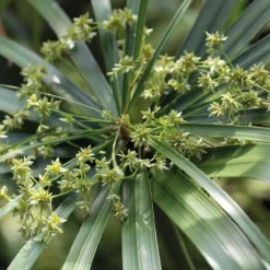 Clearance BOTANIC® Papyrus à feuilles alternées godet 9x9 cm