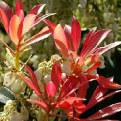New Pieris Japonica – Pot de 7L