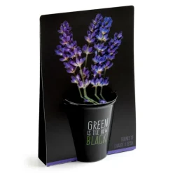 Outlet RADIS ET CAPUCINE Pot en terre cuite black avec grains de lavande bio Radis & Capucine Green is the new black