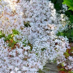 Outlet Sedum Coral Carpet - Le pot de 1 litre